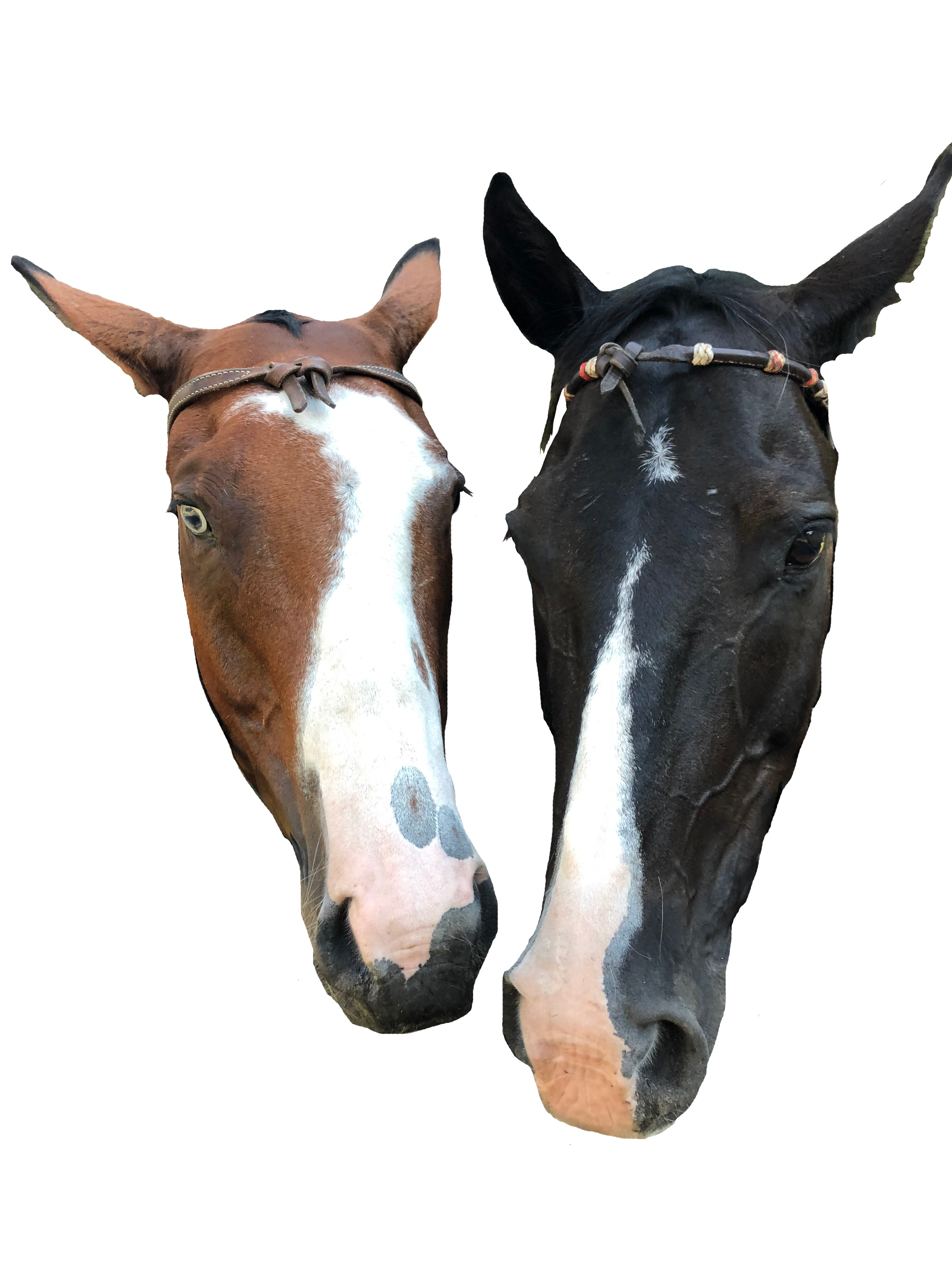 transparent image of the heads of two american paint quarter horses side by side.